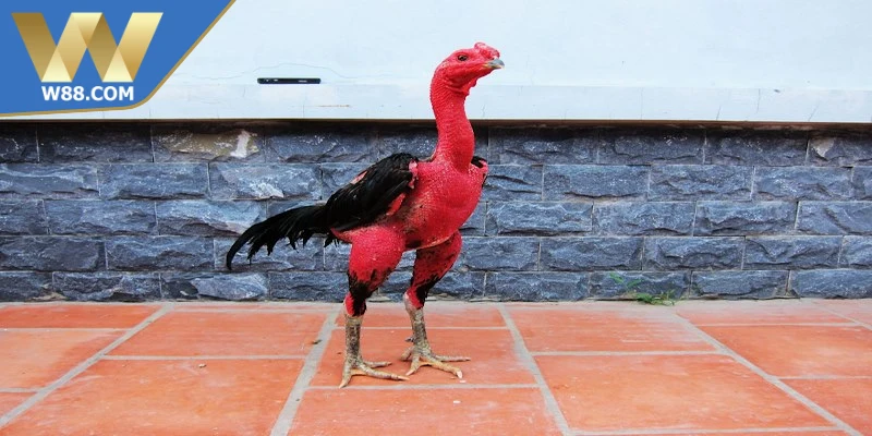 Cách chọn giống giỏi qua ngoại hình bố mẹ