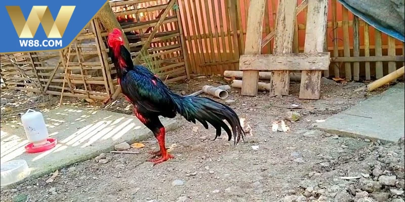 Cách nuôi chọi kê đúng cách là bước nền tảng giúp chiến kê đạt đủ sức bền