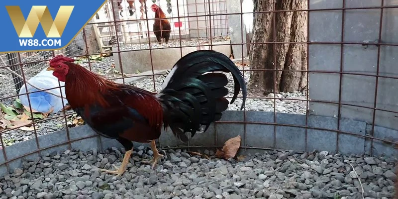 Cách nuôi chọi kê đúng cách khẩu phần dinh dưỡng