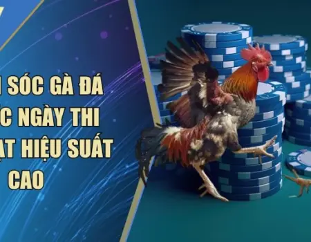 Chăm Sóc Gà Đá Khi Chuẩn Bị Thi Đấu