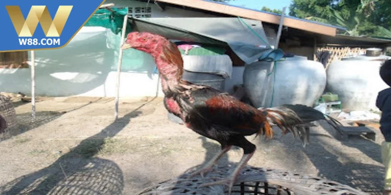 Chế độ tập luyện cho chiến kê là quá trình rèn sức bền, tăng cơ