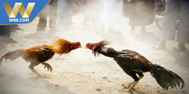 Đá gà Campuchia là hình thức giải trí lâu đời