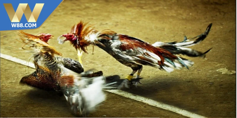 Các loại cựa phổ biến trong đá gà cựa