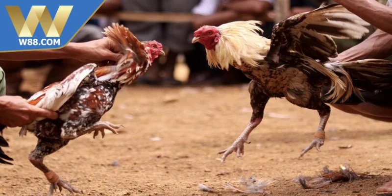 Đá gà thắng lợi nhờ chiến thuật tinh thần tâm lý