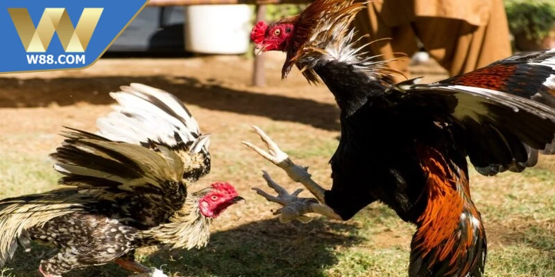 Game đá gà trực tiếp đang thu hút lượng người chơi rất lớn