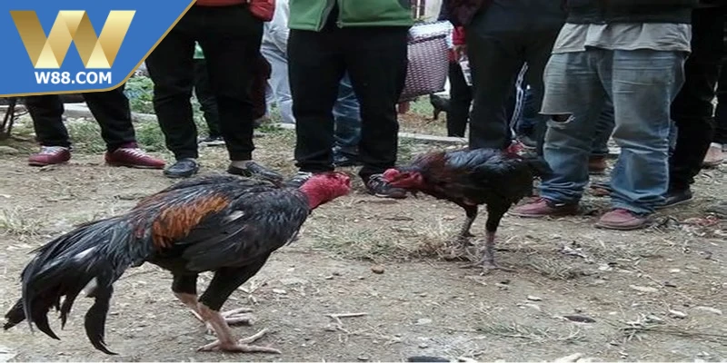 Mẹo nuôi gà đá tăng cơ bắp tối ưu thời gian nghỉ ngơi