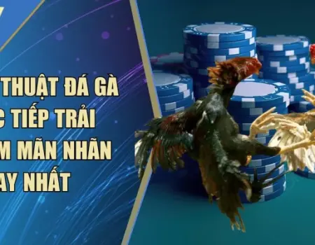 Tường Thuật Đá Gà