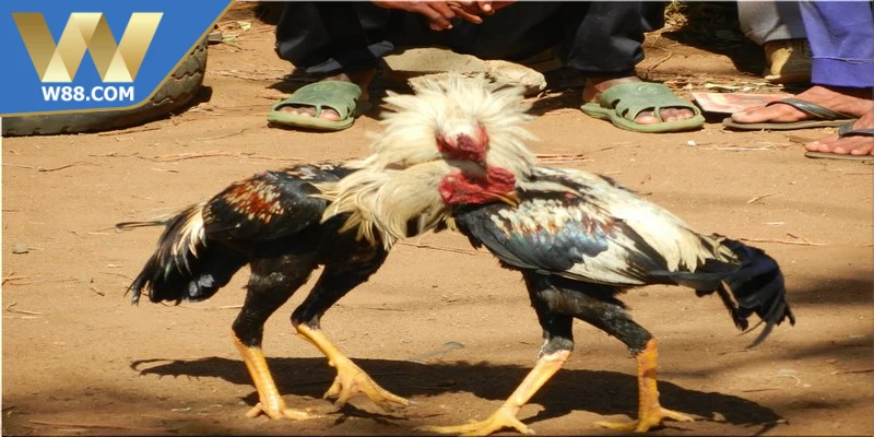 Cách xem tường thuật đá gà hiệu quả qua link W88